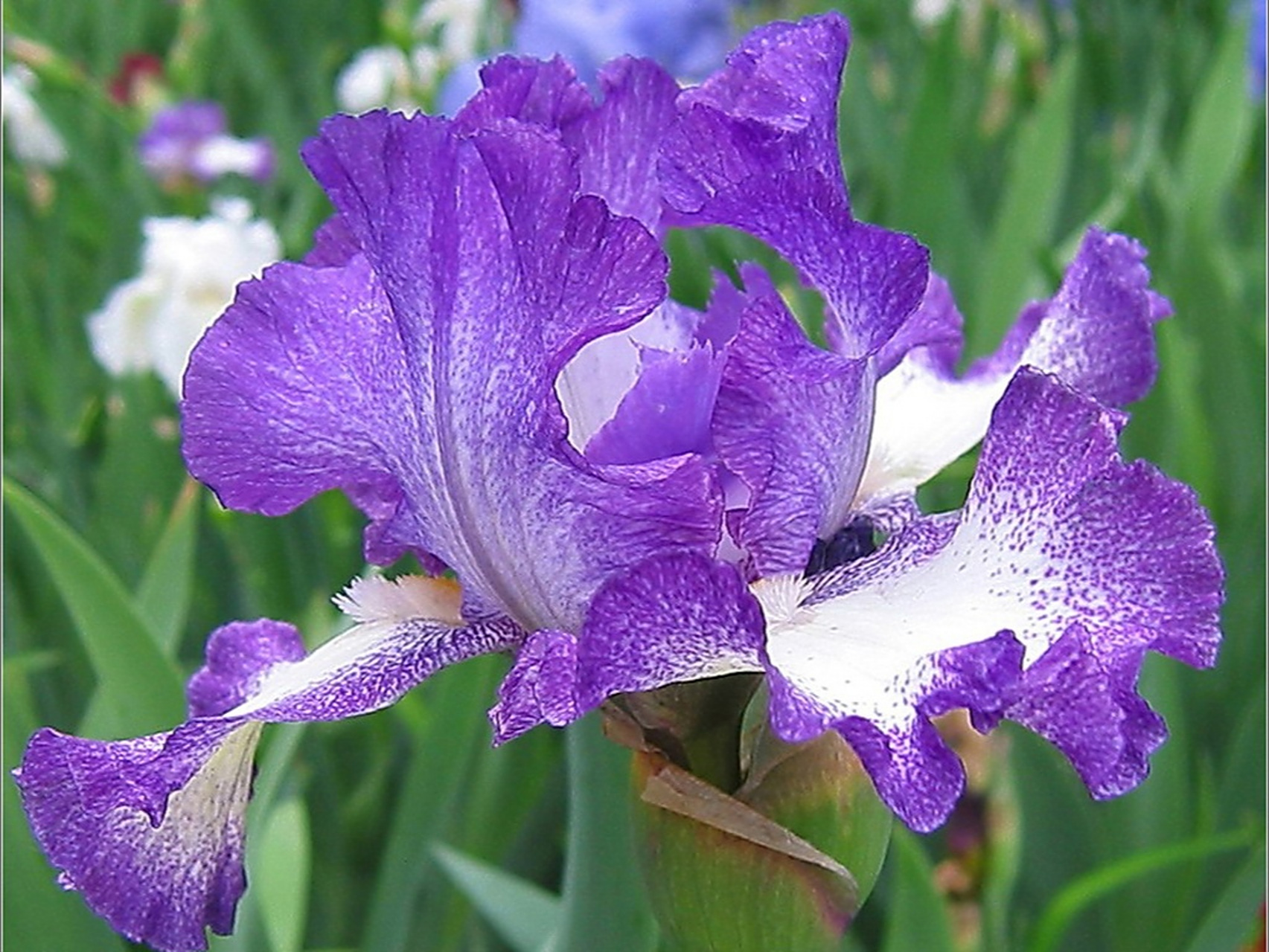 德国鸢尾:花语为"优美" 公园里的德国鸢尾花正在优雅