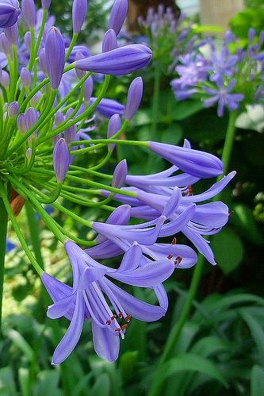 荷塘边的蓝花君子兰——百子莲 百子莲是石蒜科百子莲属草本植物,别名