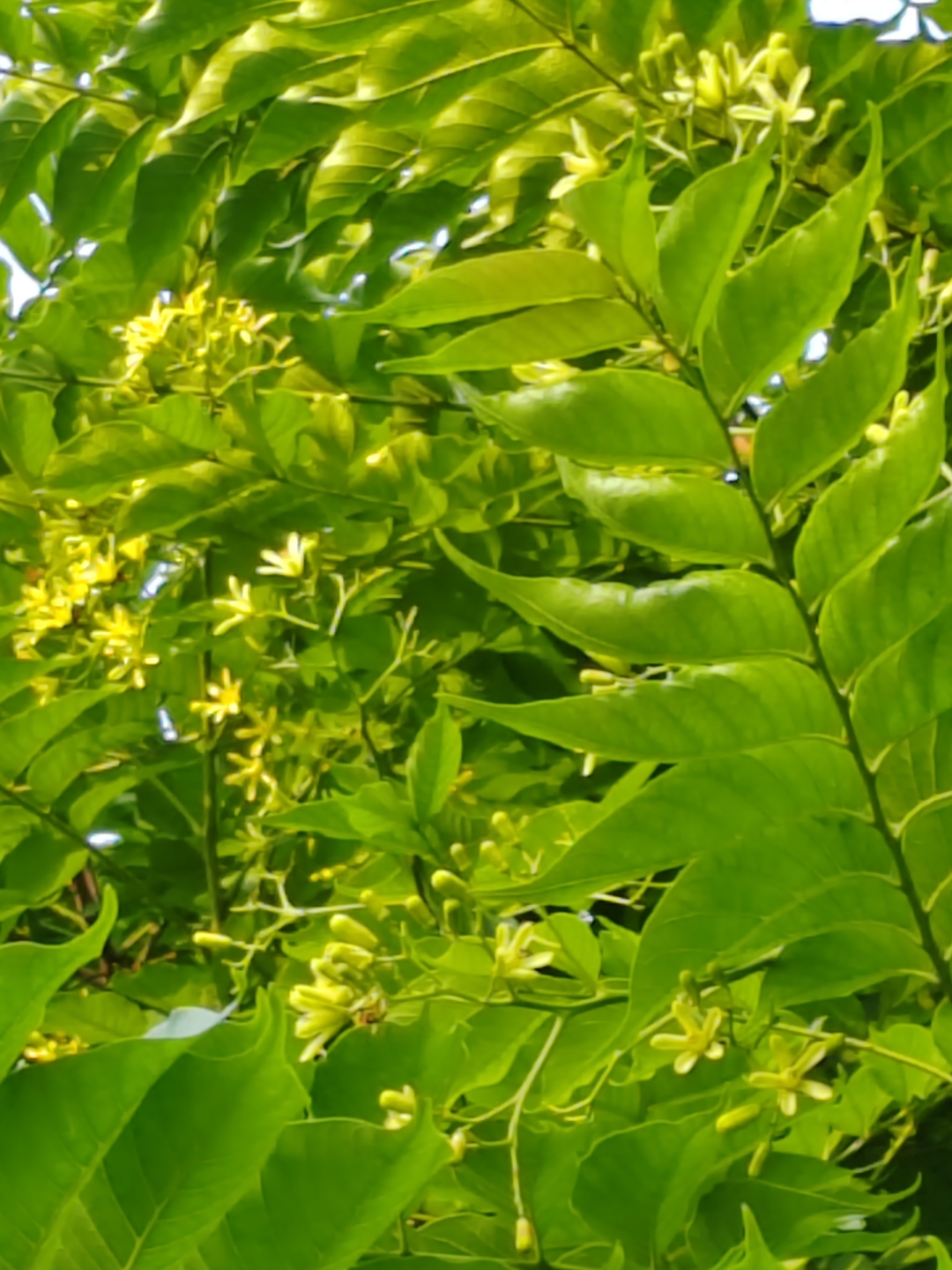 俊秀超凡的麻楝树 五月,那美丽的麻楝树出落的愈发英俊挺拔,枝叶也