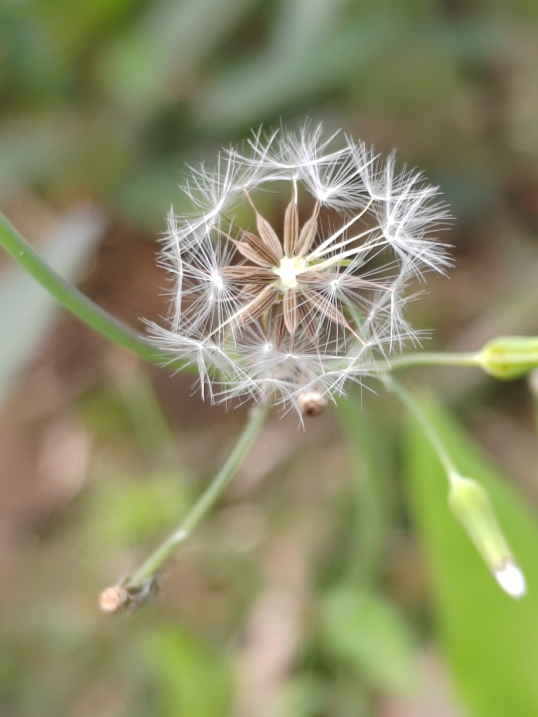 黄鹌菜的种子图片