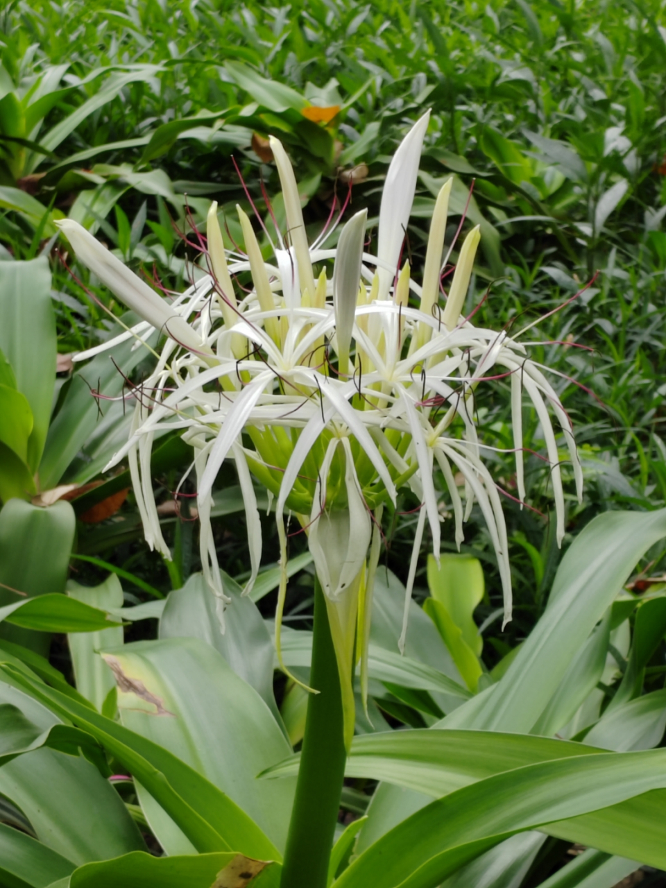 公园里特殊的兰花——印尼文殊兰 文殊兰是石蒜科文殊兰属的多年生