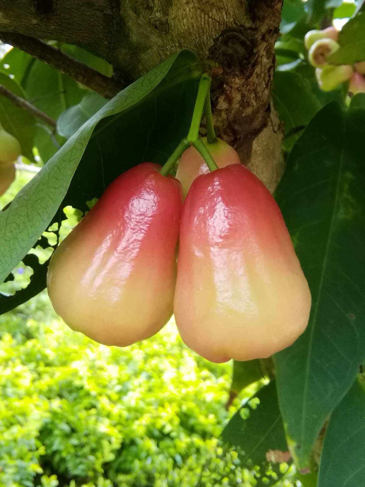 五月的洋蒲桃莲雾只等你来摘