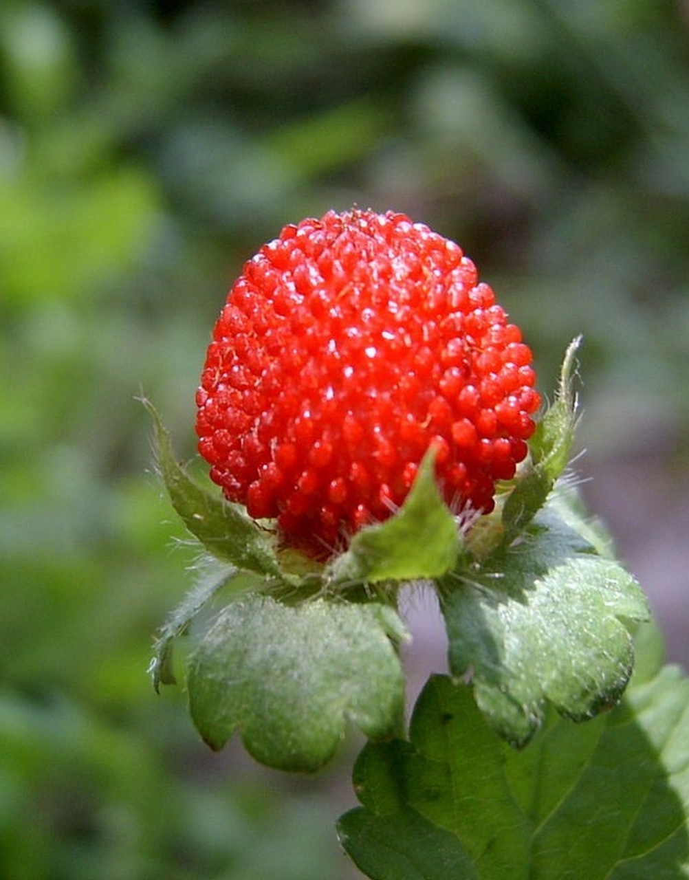 蛇莓(三叶莓)的功效与作用  蛇莓属于野生草莓,果实营养丰富,主要是