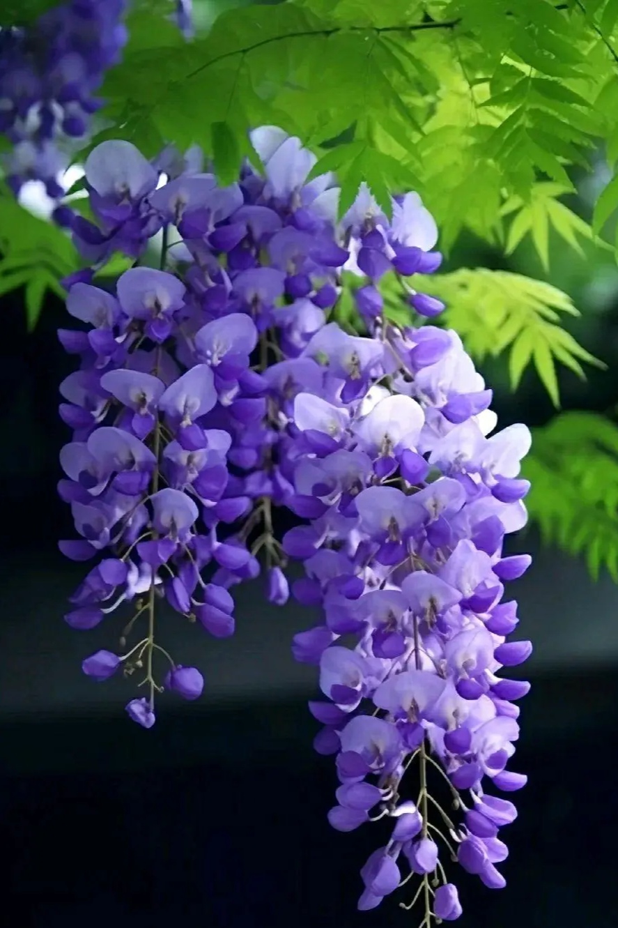 "杨花榆荚无才思,惟解漫天作雪飞.