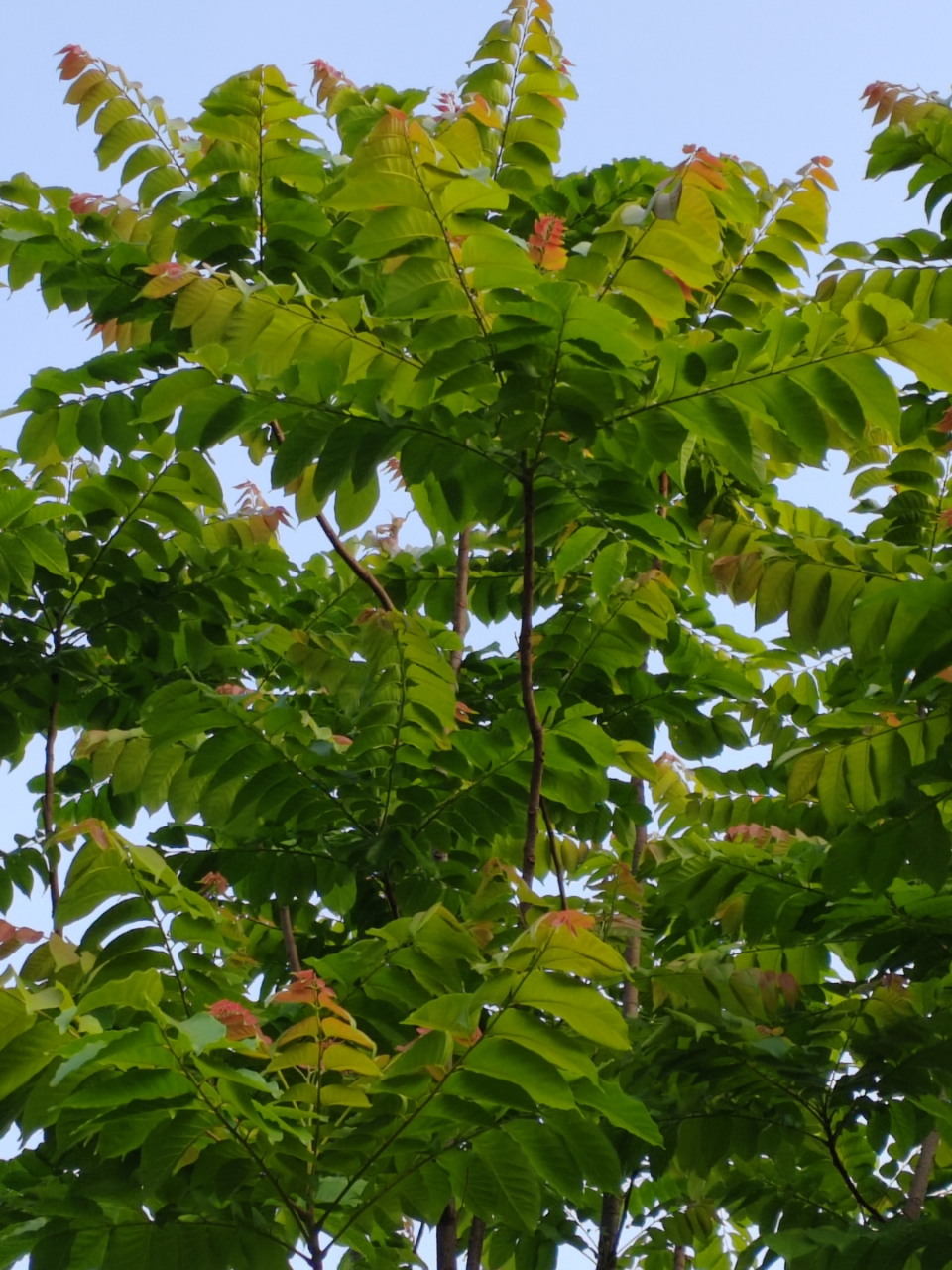 美麗的麻楝樹 昨天做完針灸,打車直接去了公園,漫無目的的在公園兜兜