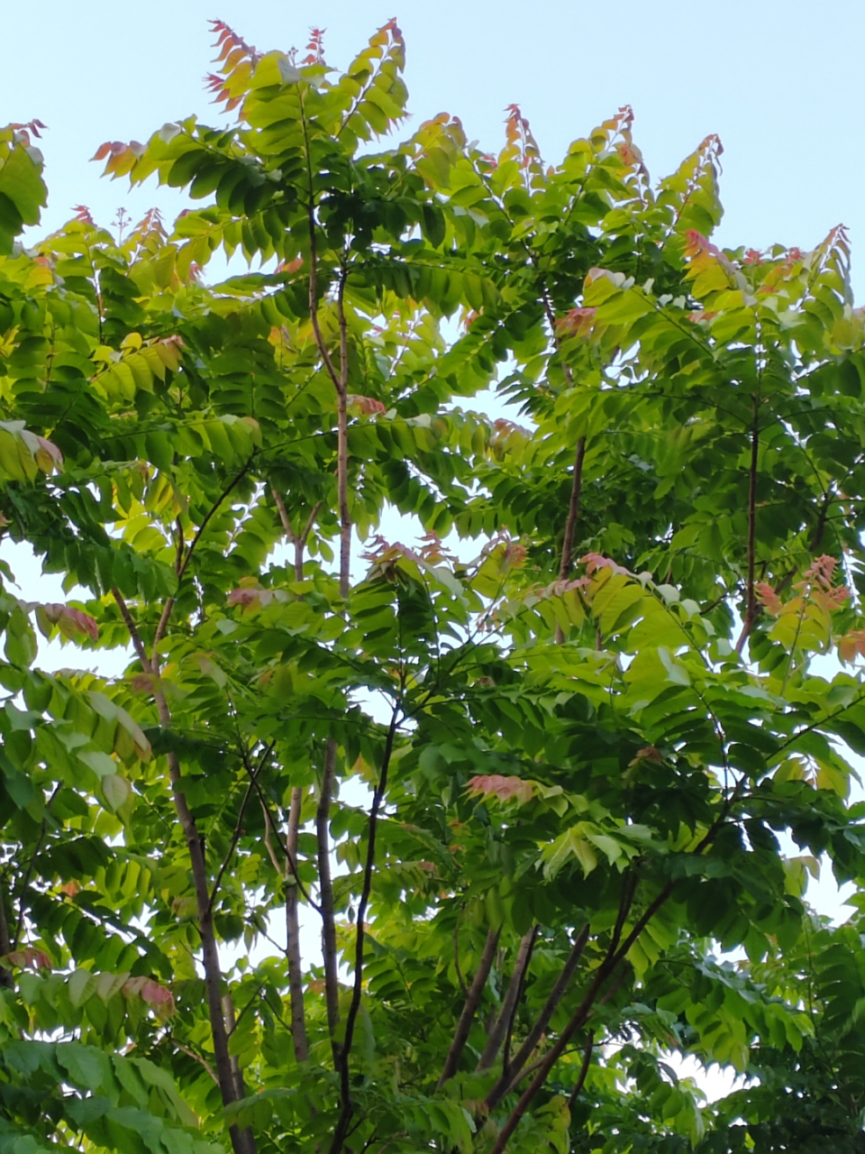 美丽的麻楝树 昨天做完针灸,打车直接去了公园,漫无目的的在公园兜兜