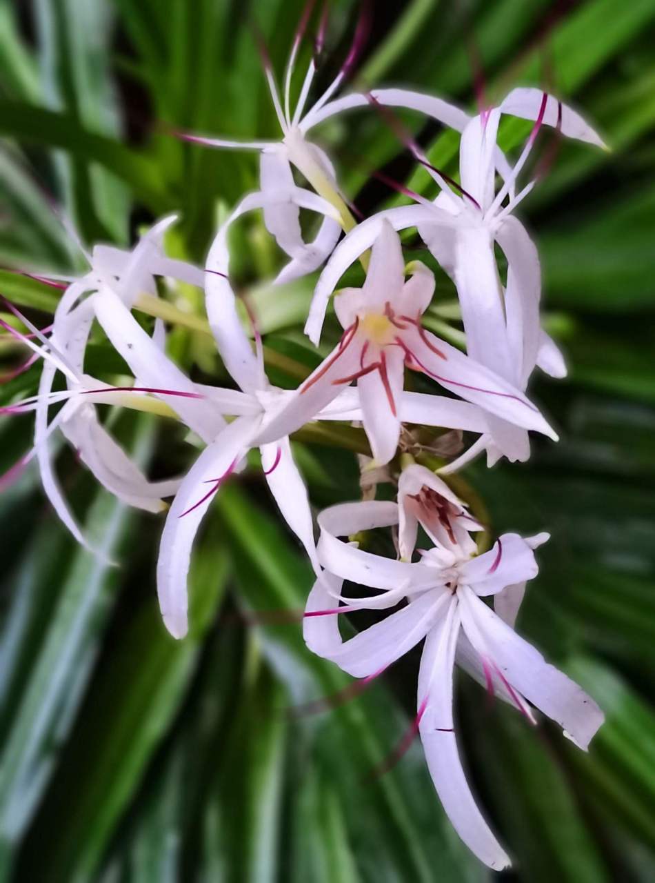 公园里特殊的兰花——印尼文殊兰 文殊兰是石蒜科文殊兰属的多年生