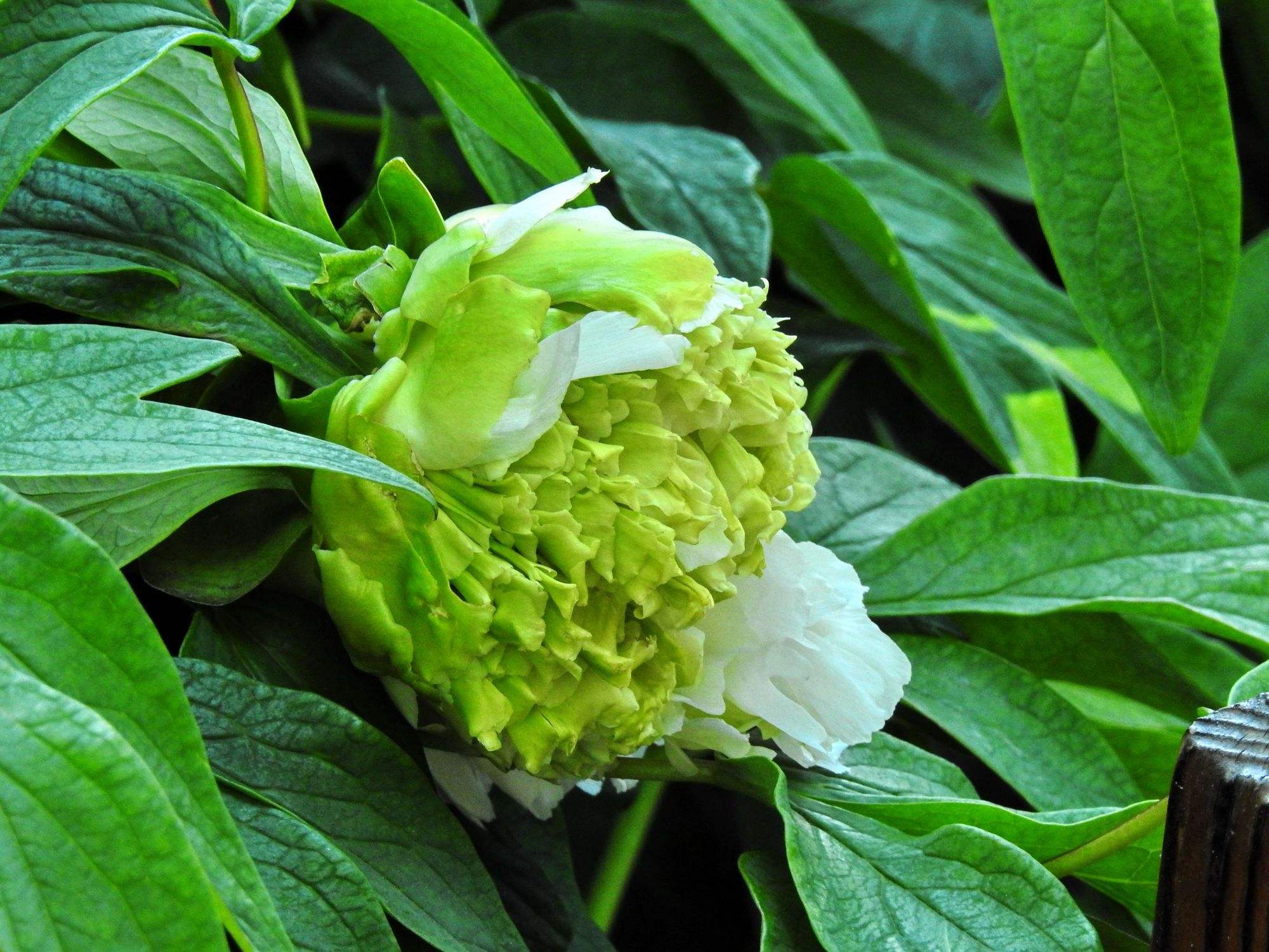 洛阳绿牡丹 走进牡丹园里,一阵风吹过,带着丝丝缕缕的香气,扑鼻而来