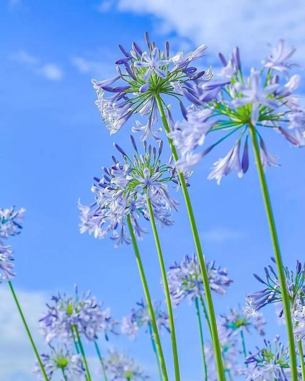 荷塘边的蓝花君子兰——百子莲 百子莲是石蒜科百子莲属草本植物,别名