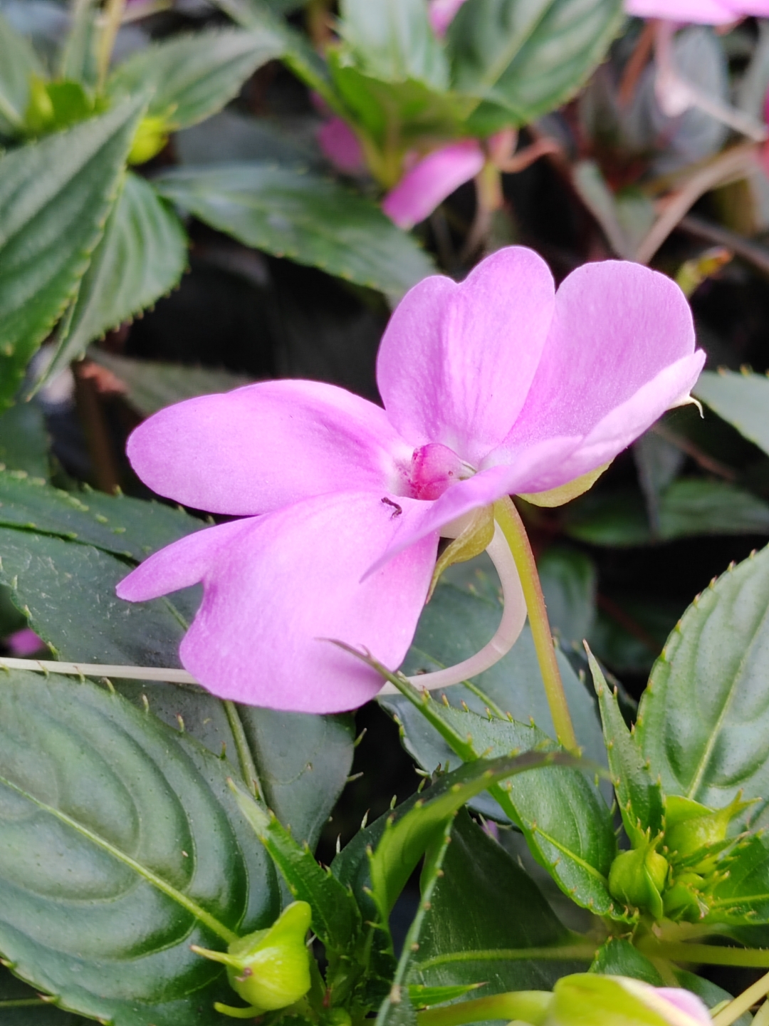 新几内亚凤仙花  新几内亚凤仙花的花语为"别碰我""怀念过去.