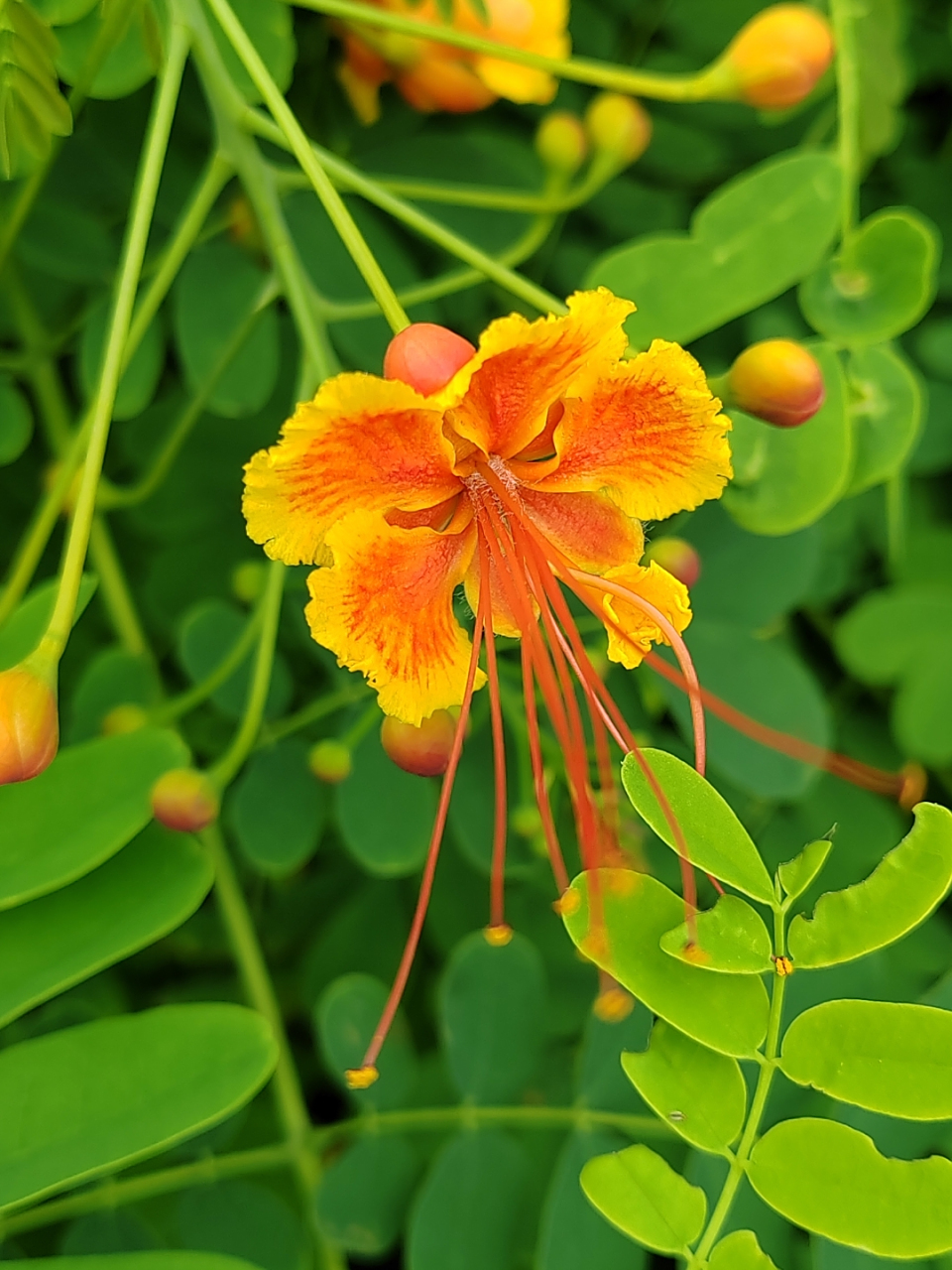 美丽的洋金凤——广东汕头市的市花,民国时期广东湛江市的市花,汕头
