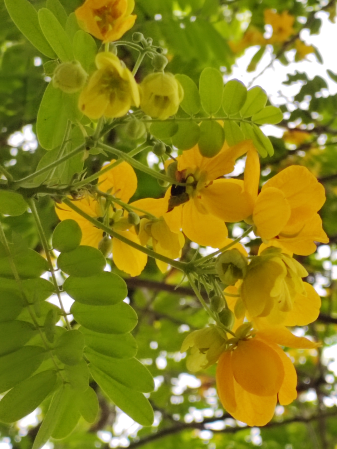 观赏春天里那些金黄艳丽的黄槐花 黄槐决明是豆科决明属灌木或小乔木