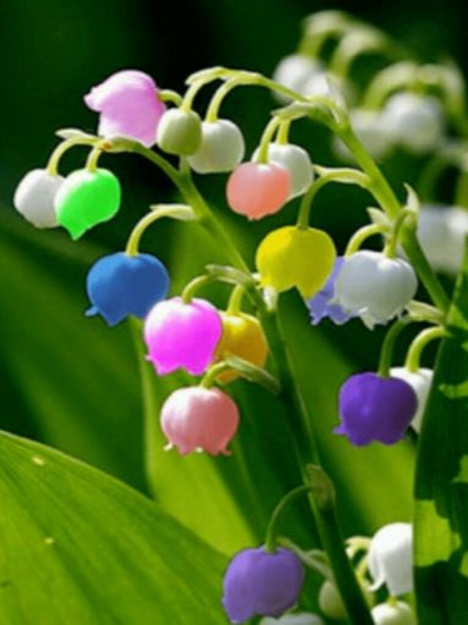 天呐,是七彩铃兰,简直太可爱,太精致,太吸引人了,玲珑剔透,温润如玉