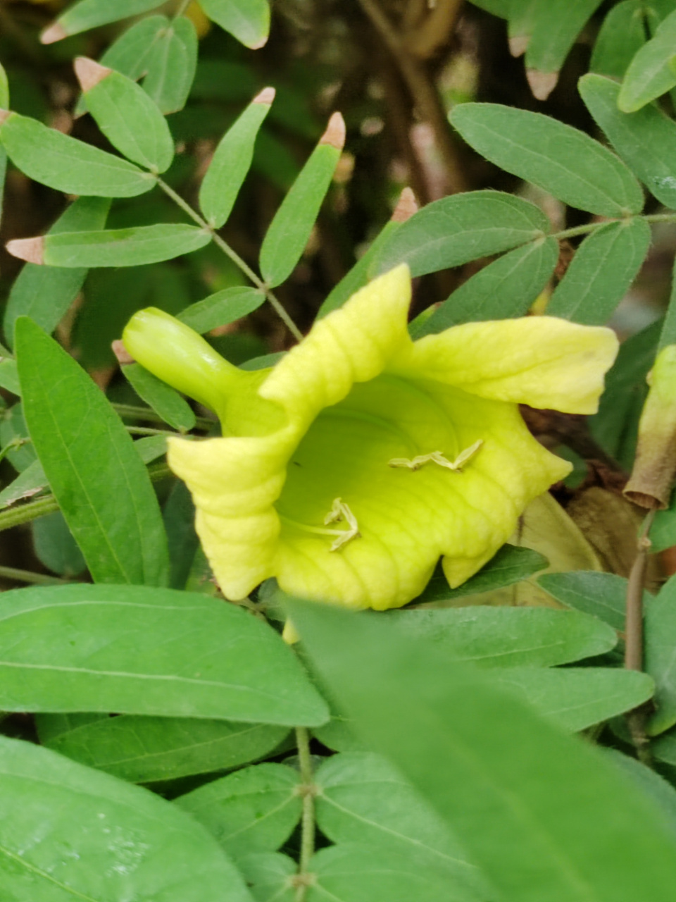海南菜豆树,别名幸福树 在公园的一片宽阔的草地上,生长着一排海南