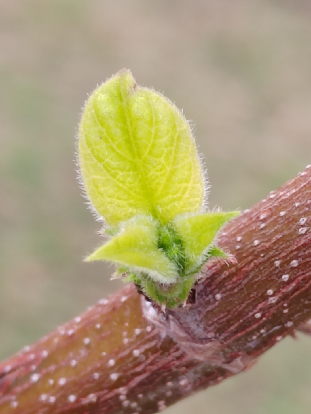 枝间新绿一点点 ,枯木逢春又作新.