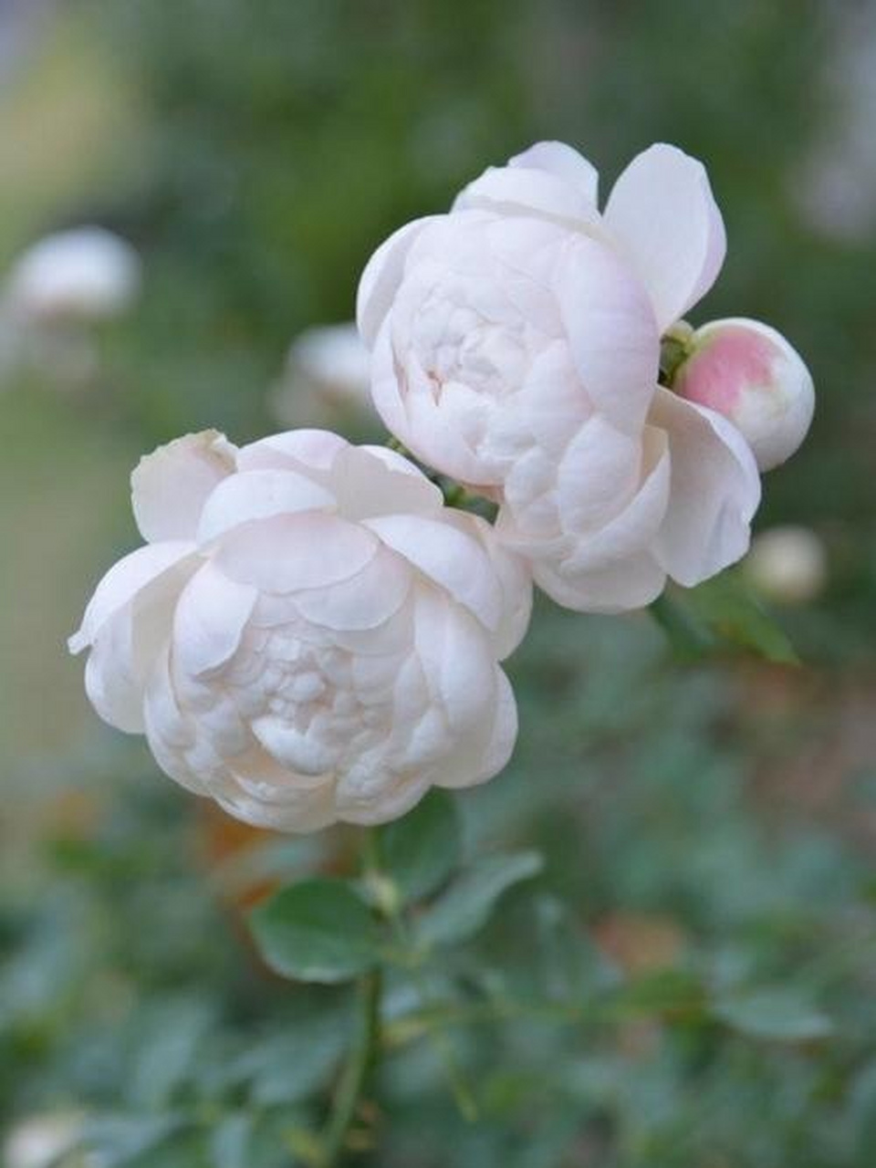 白玉堂 潇洒飘逸的重瓣多花白玉堂,洁白无瑕,温润如玉,是蔷薇的一个