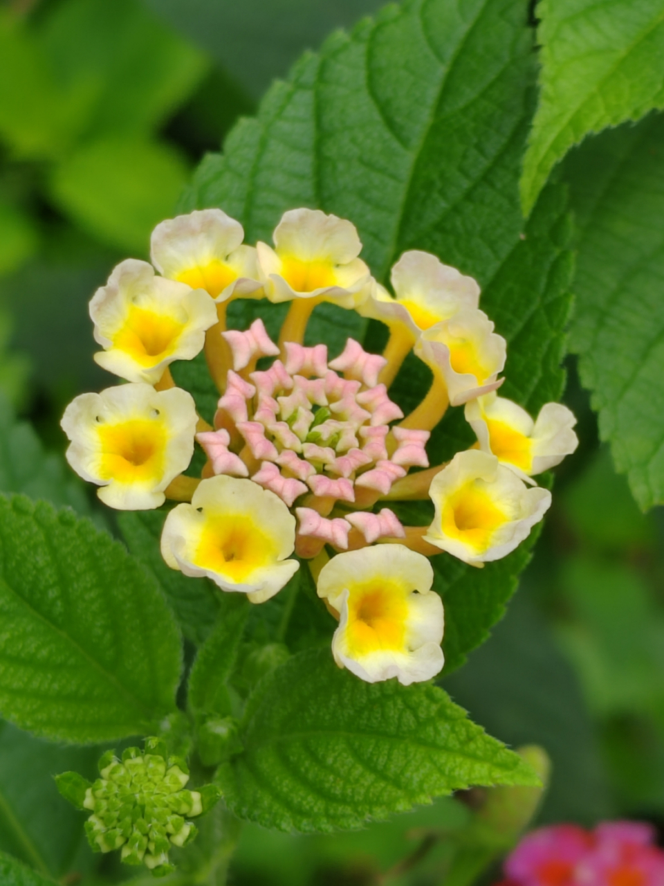 五彩缤纷的马缨丹 马缨丹,又叫五色梅,臭草,为马鞭草科马缨丹属植物.