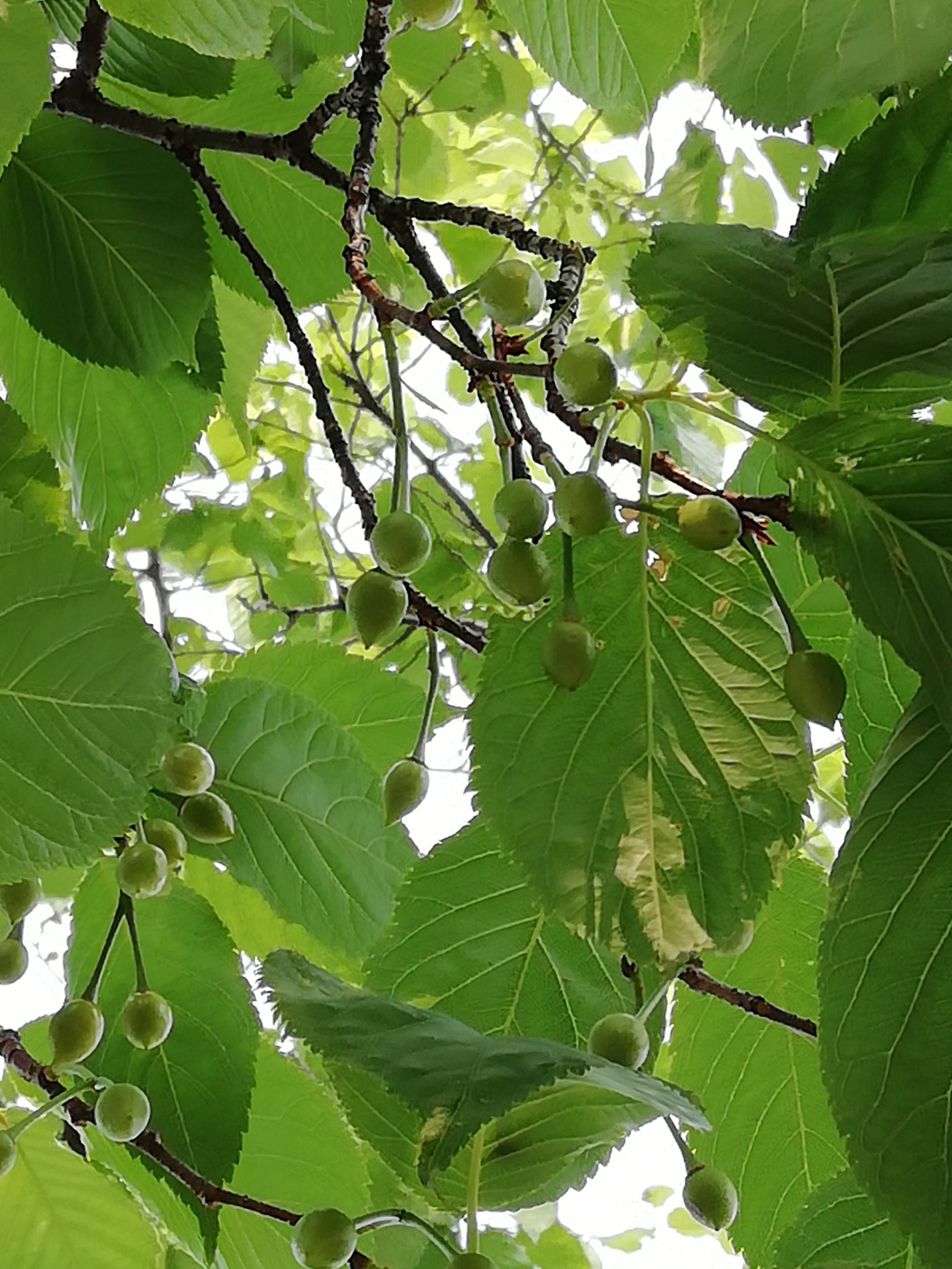 日本早樱果实图片