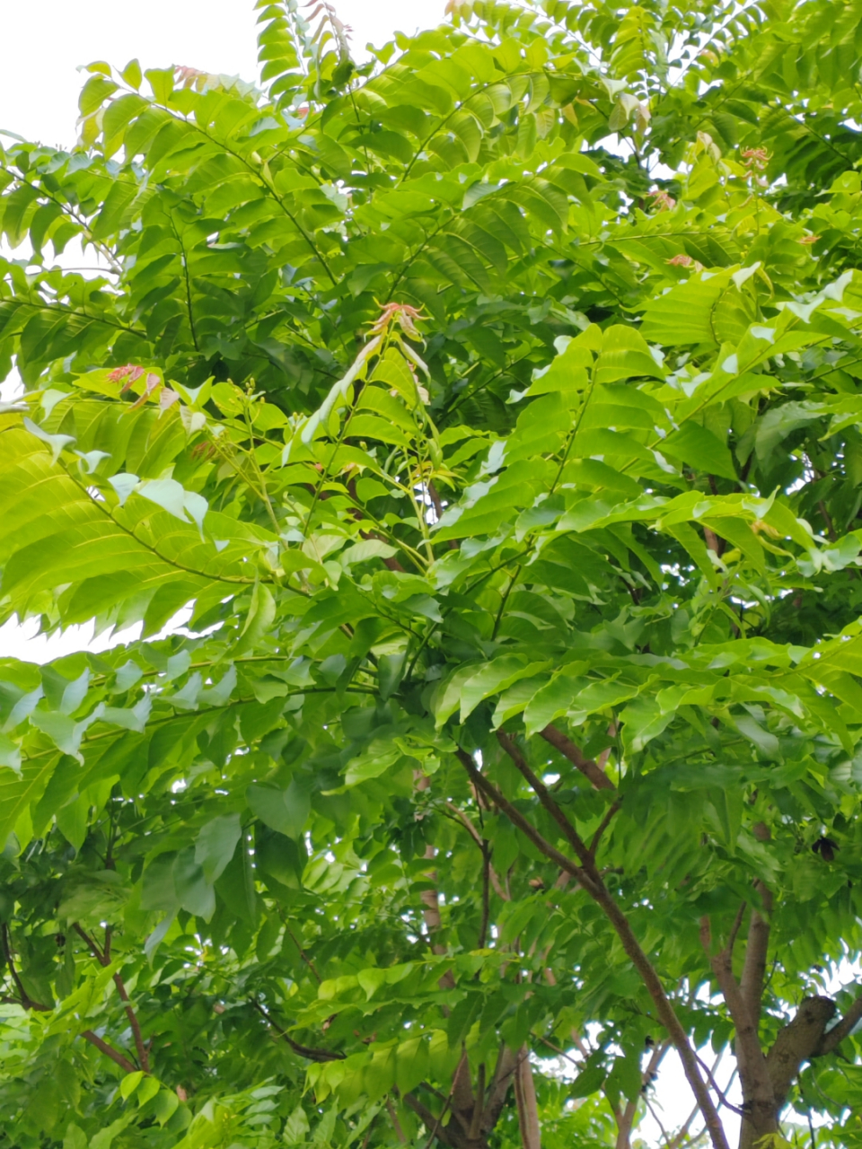 美丽的麻楝树 昨天做完针灸,打车直接去了公园,漫无目的的在公园兜兜