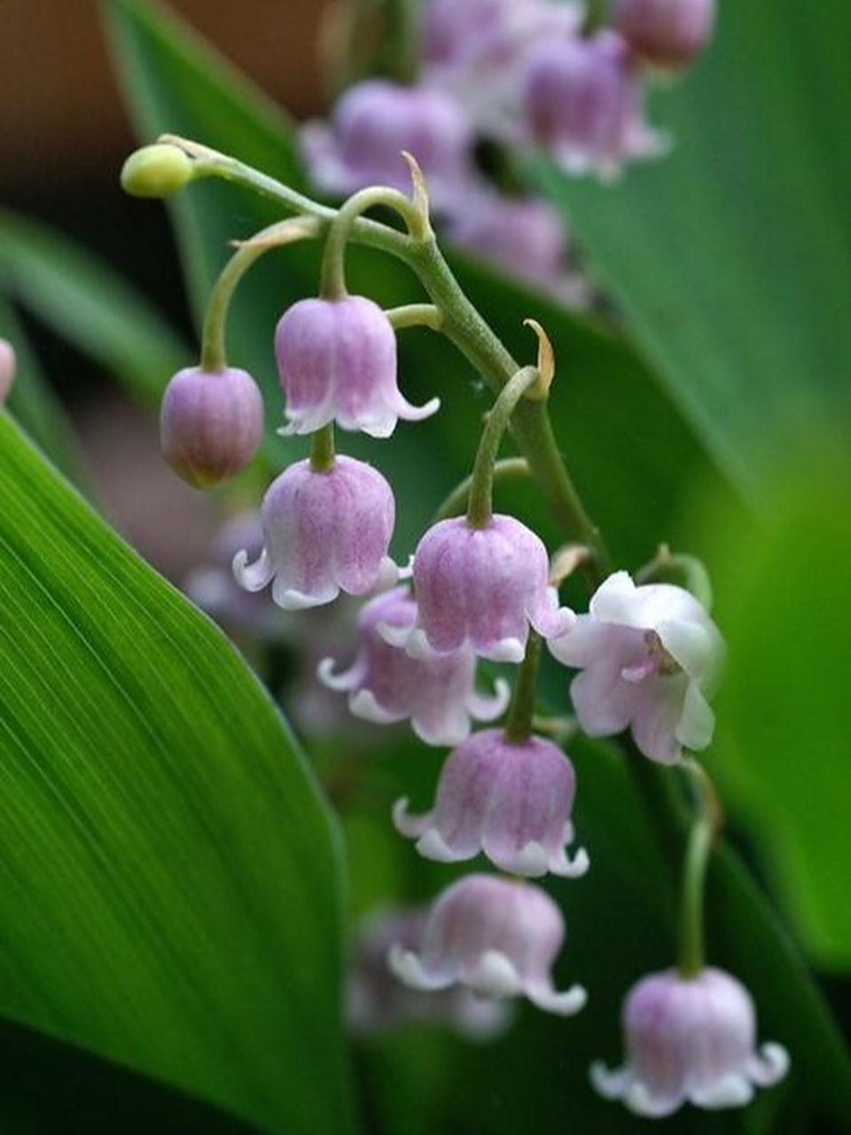 天呐,是七彩铃兰,简直太可爱,太精致,太吸引人了,玲珑剔透,温润如玉