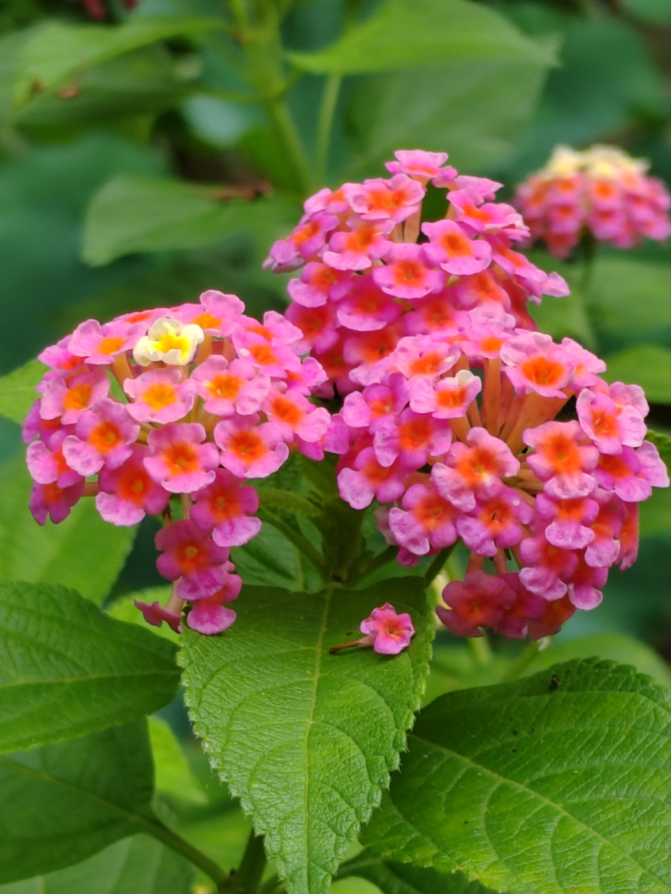 五彩缤纷的马缨丹 马缨丹,又叫五色梅,臭草,为马鞭草科马缨丹属植物.