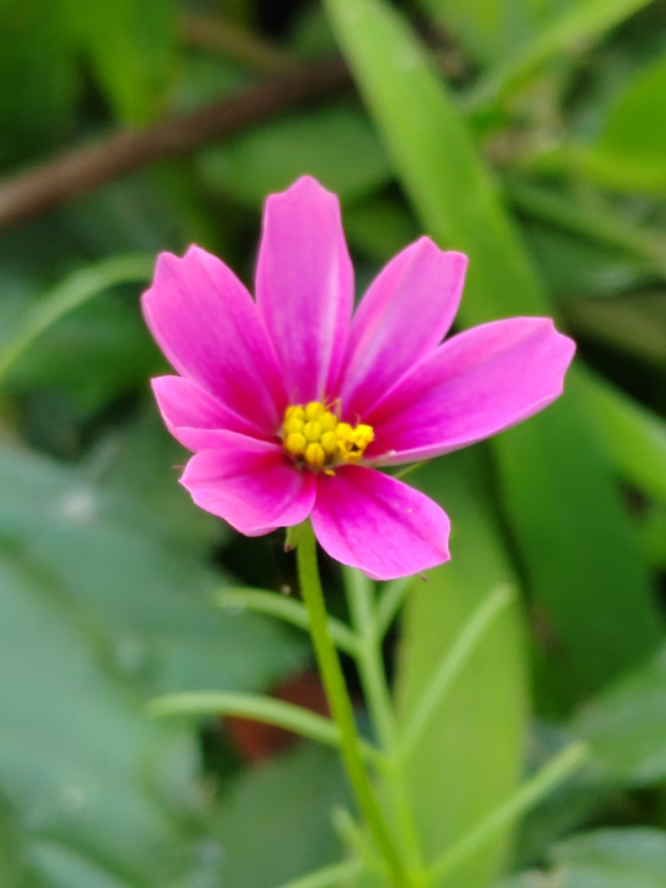 三月的一天,在公园的小径上,遇见一朵遗世独立的格桑花,她静静地生长