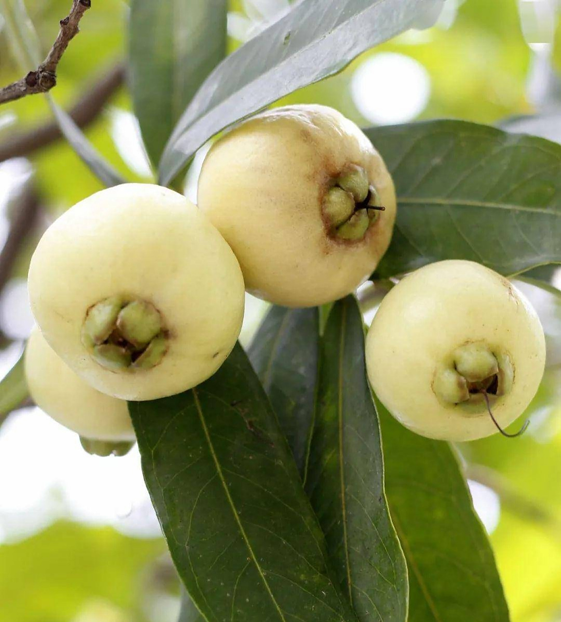 初夏,公园里的水蒲桃熟了 水蒲桃是岭南的夏季佳果.