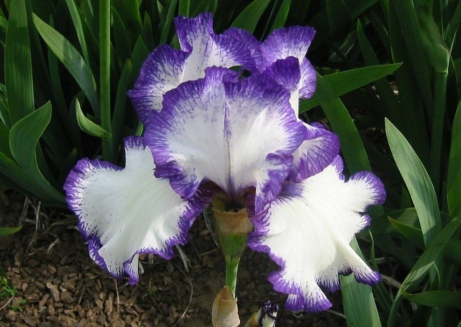 德国鸢尾:花语为"优美" 公园里的德国鸢尾花正在优雅绽放,花瓣层层叠