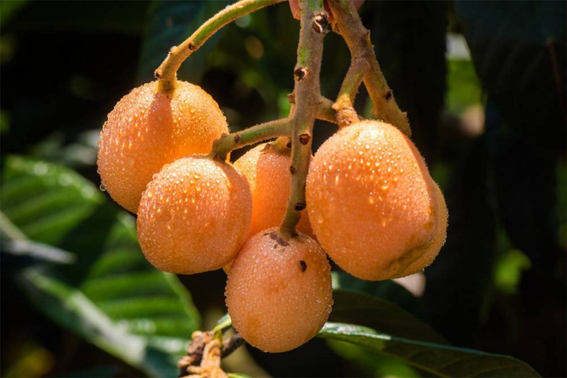 枇杷的功效与作用(枇杷的功效与作用及营养)