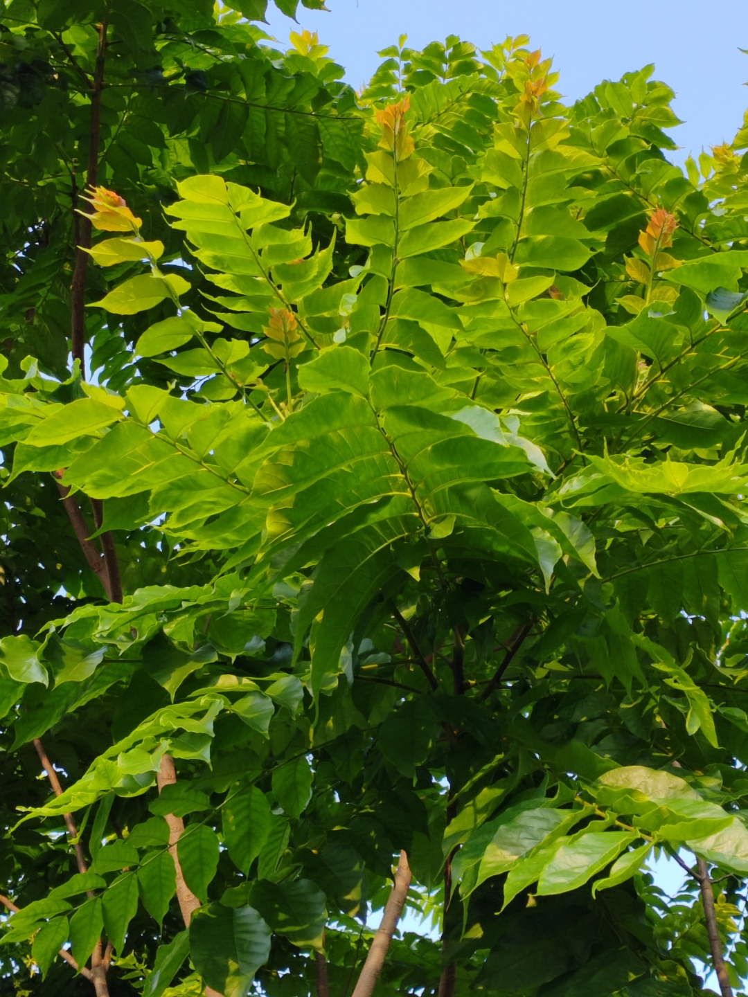 俊秀超凡的麻楝树 五月,那美丽的麻楝树出落的愈发英俊挺拔,枝叶也