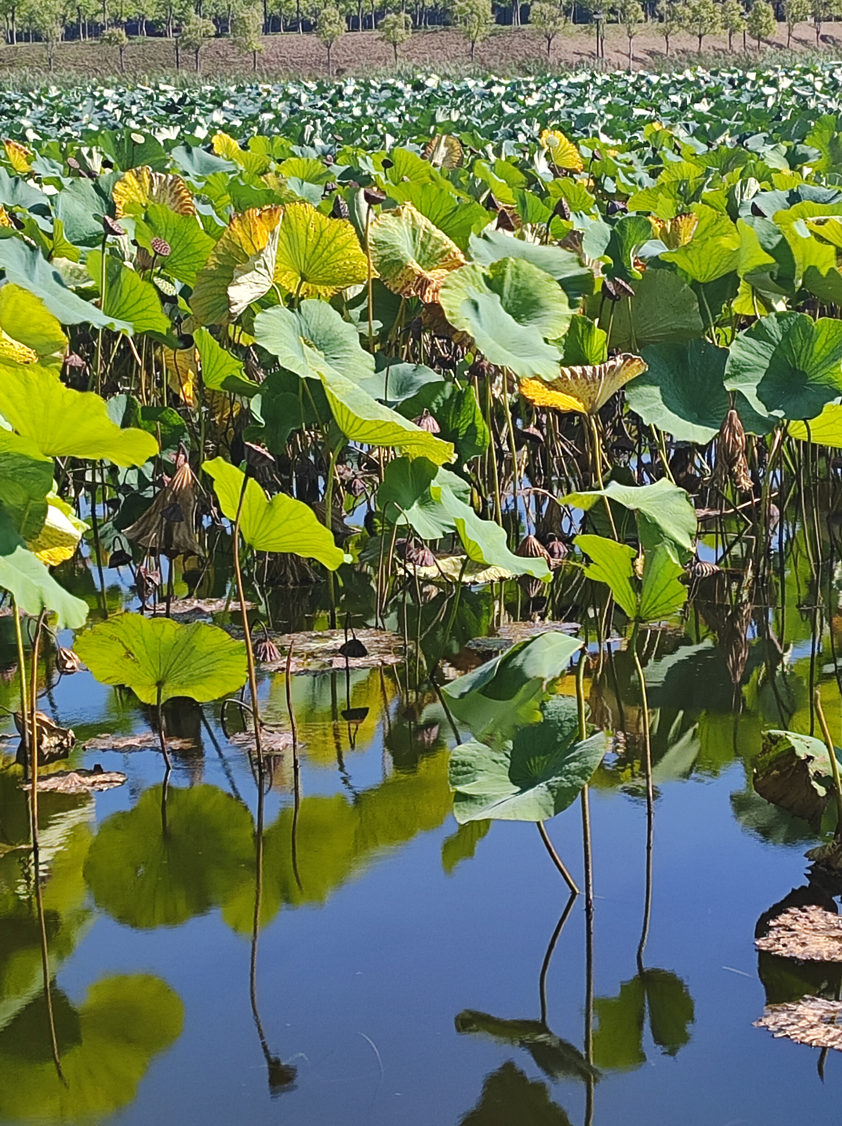 秋荷 恒公 清姿瘦影立寒塘,独向西风舞大荒