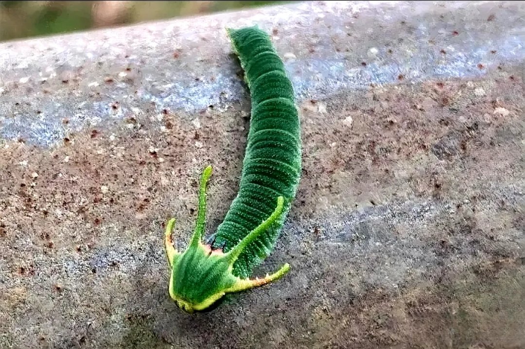 软绵绵的东西图片