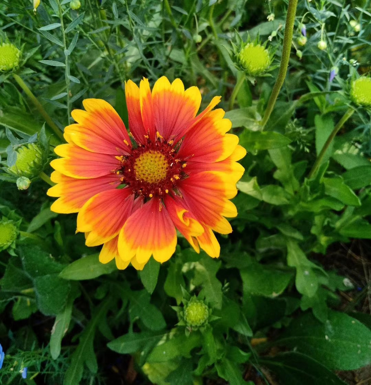 每天认识一种植物# 天人菊 也叫虎皮菊,耐干旱炎热,耐半阴,不耐寒,喜