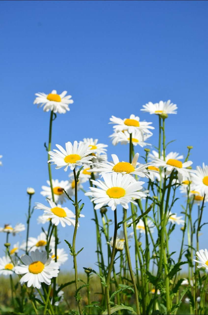 每天认识一种植物# 大滨菊 花期7到9月,原产于欧洲,中国引产栽培