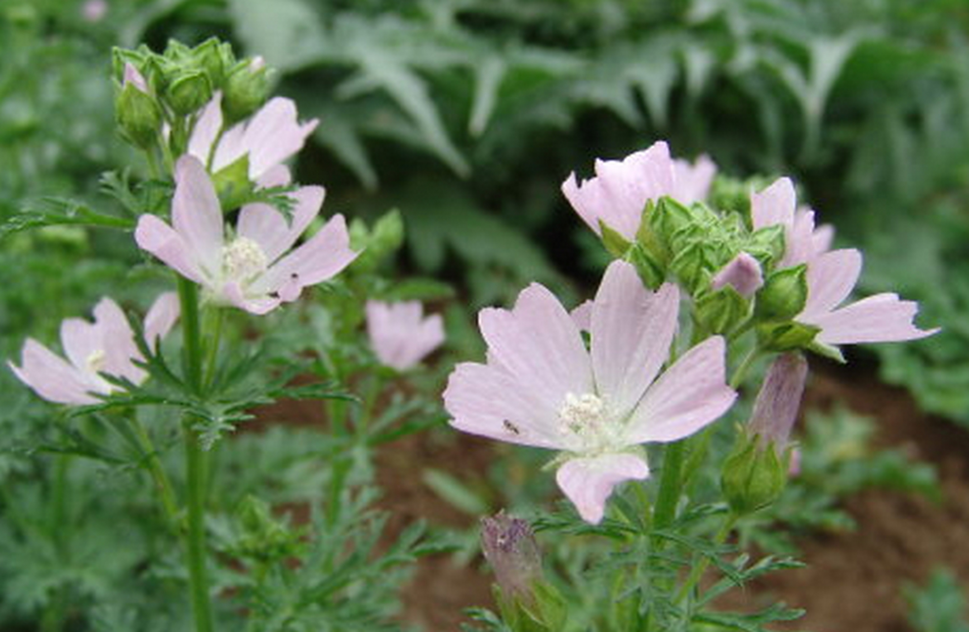 每天认识一种植物# 麝香锦葵    属于锦葵科,花瓣通常是5瓣或7瓣