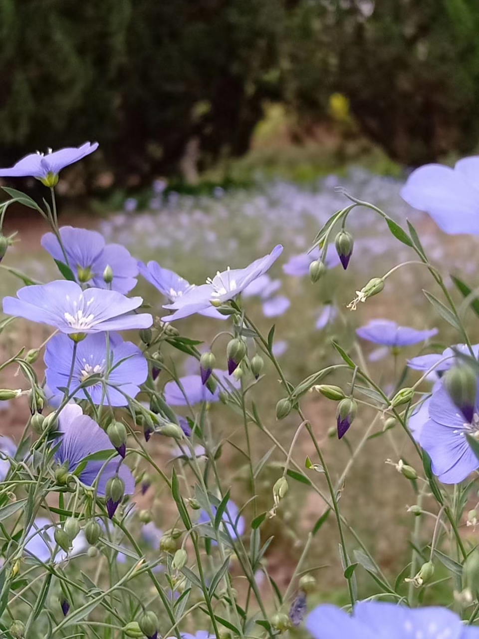 每天认识一种植物# 宿根亚麻 白俄罗斯的国花 淡蓝色,花瓣5枚,花期6