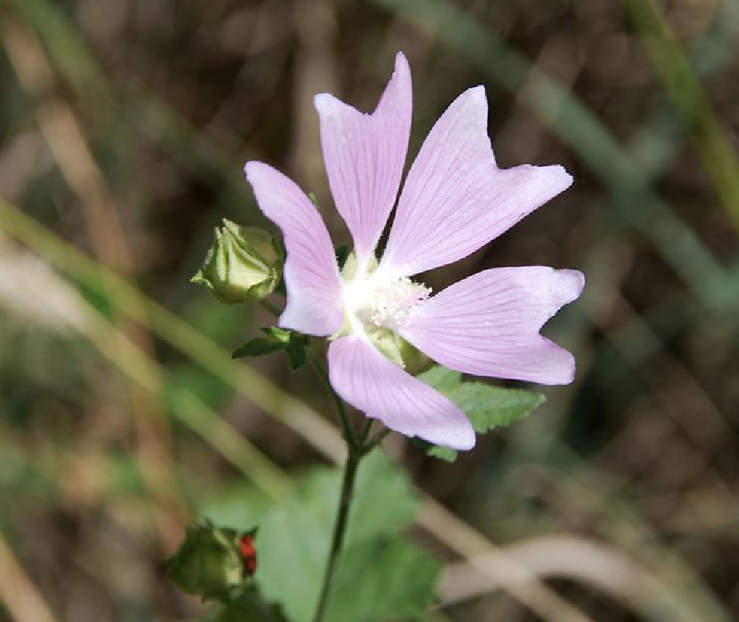 每天认识一种植物# 麝香锦葵    属于锦葵科,花瓣通常是5瓣或7瓣