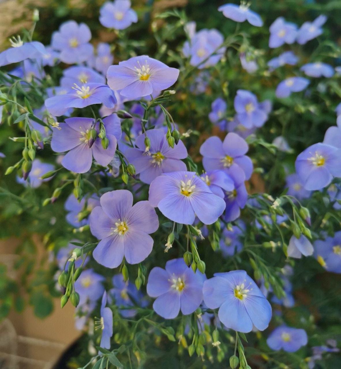 每天认识一种植物# 宿根亚麻 白俄罗斯的国花 淡蓝色,花瓣5枚,花期6