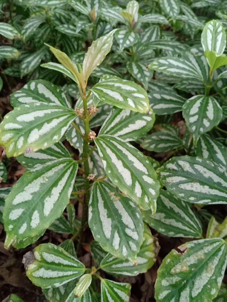 每天认识一种植物# 冷水花 小型观赏盆栽,叶片上有白色花纹,耐阴