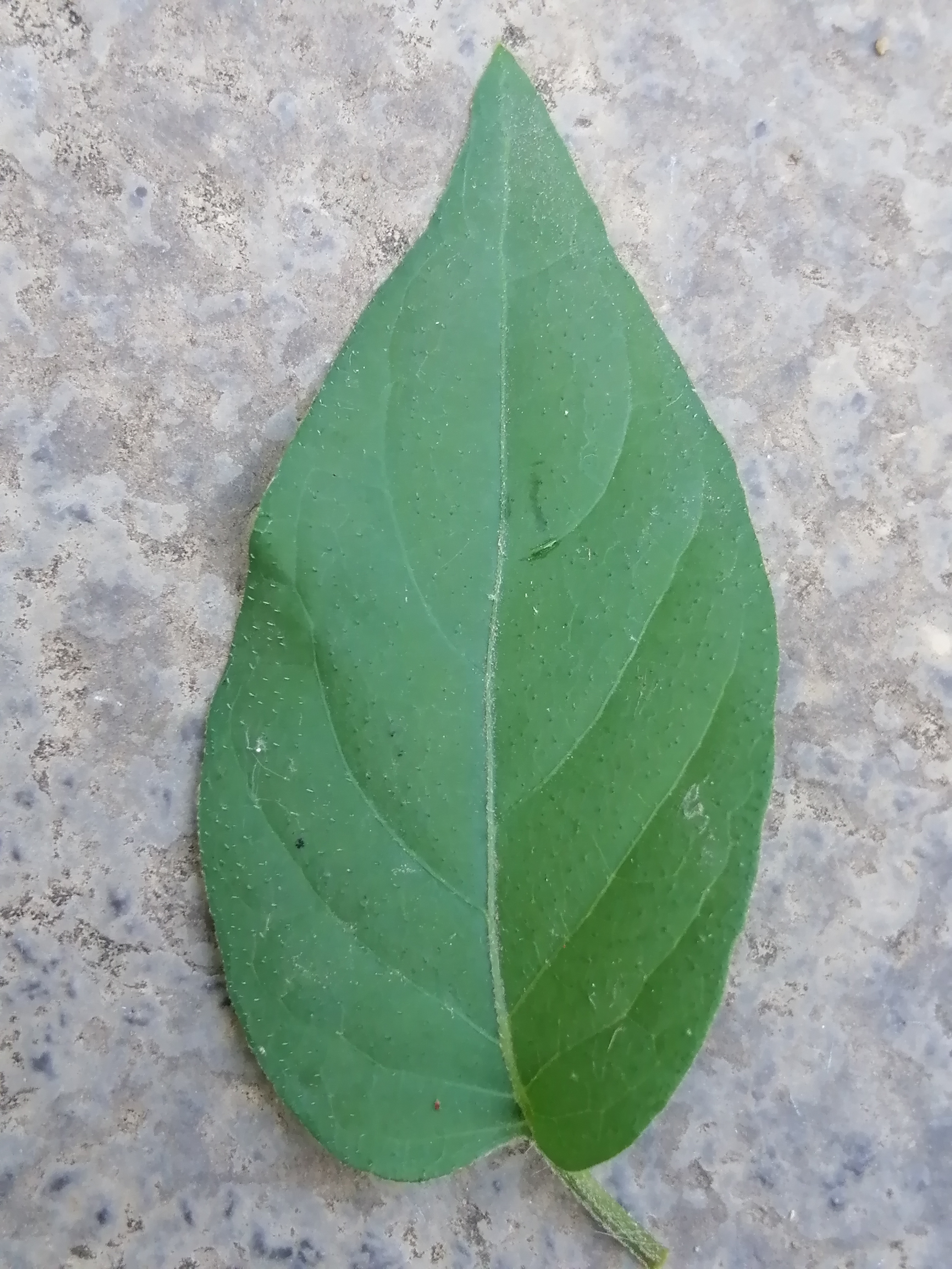 最近突然对自然界叶子特别感兴趣