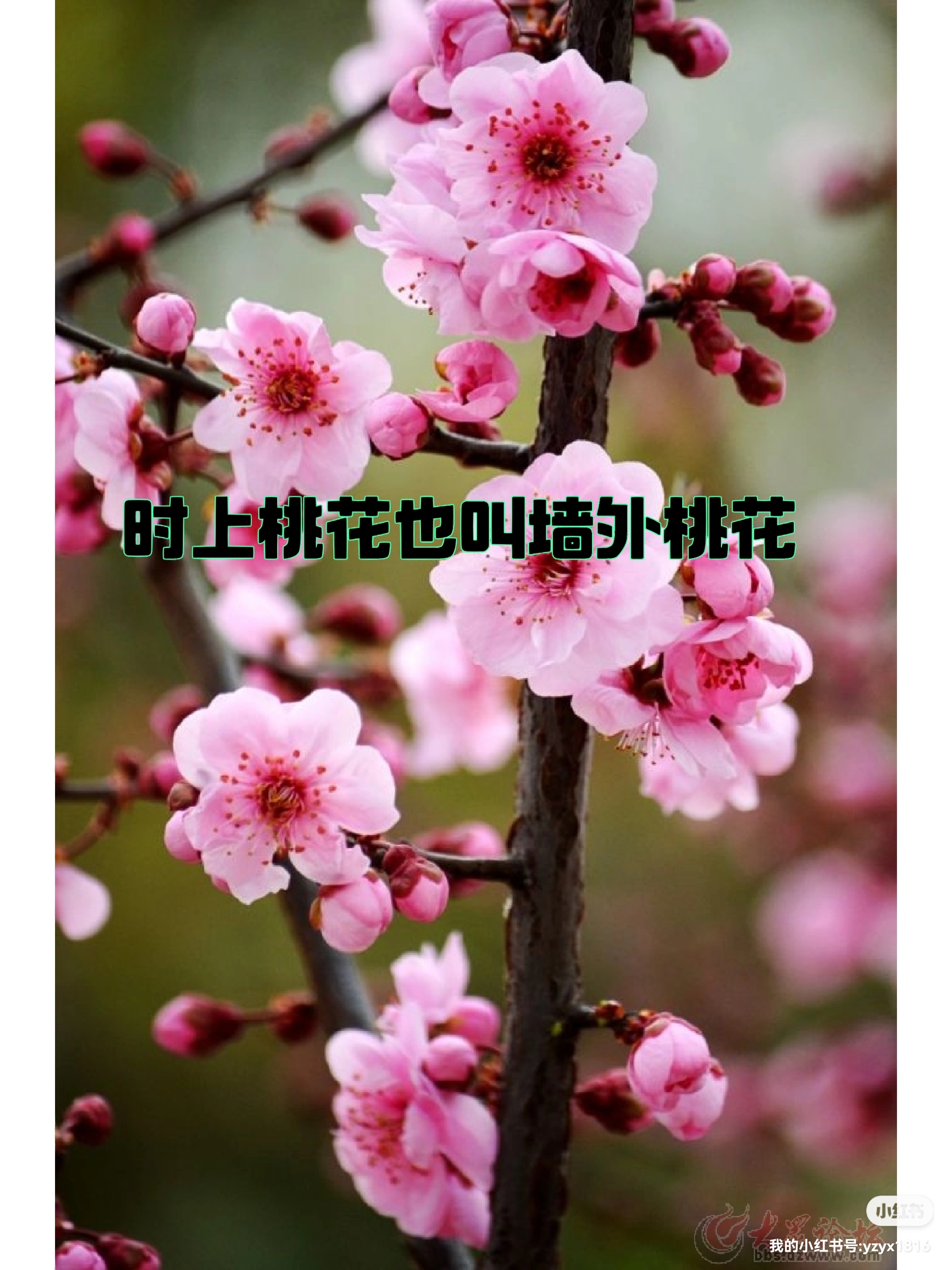 红杏墙外=红杏墙外小说最新章节