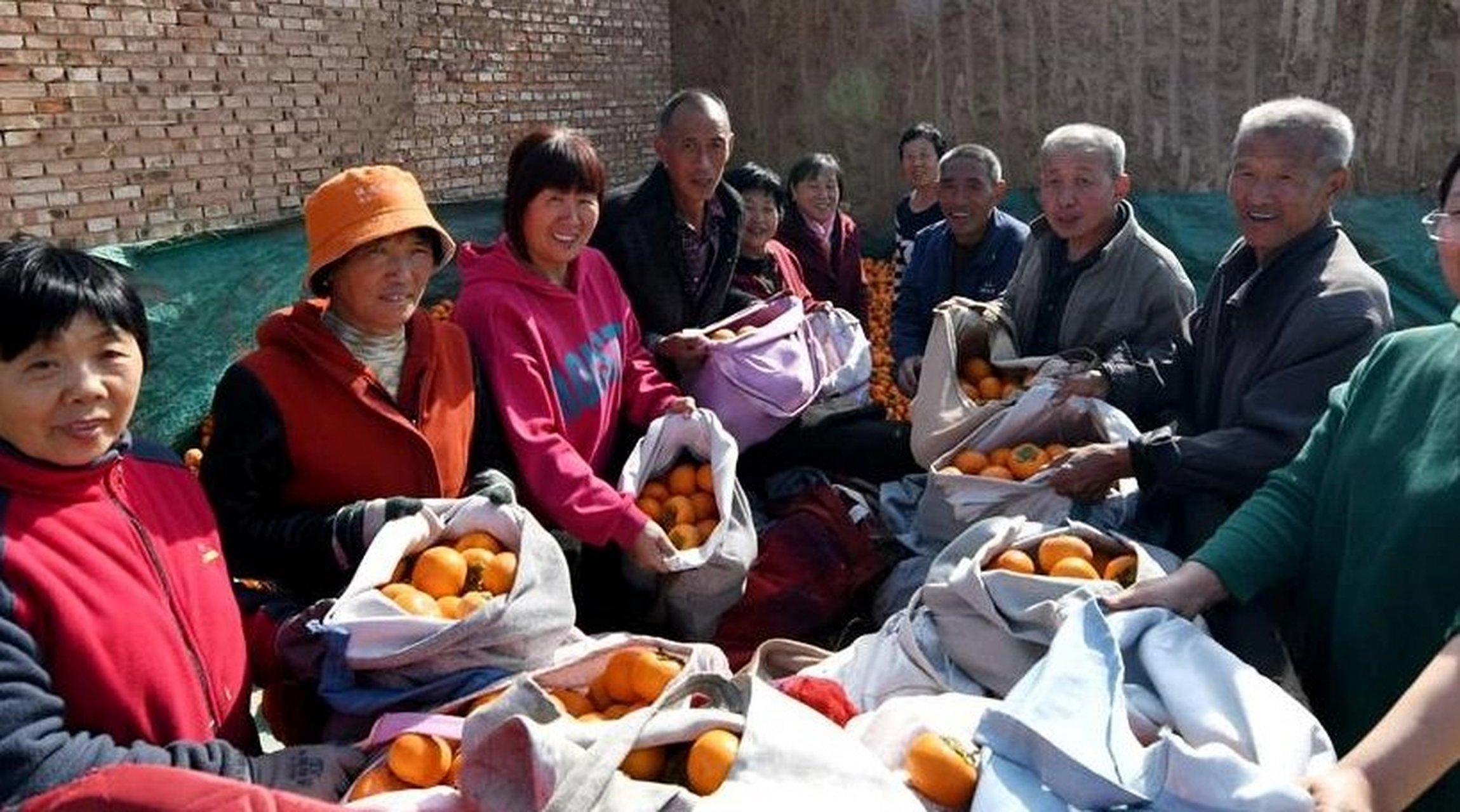 本地新鲜事 10月22日,翼城县中卫乡吴寨村,村民正在采摘柿子.