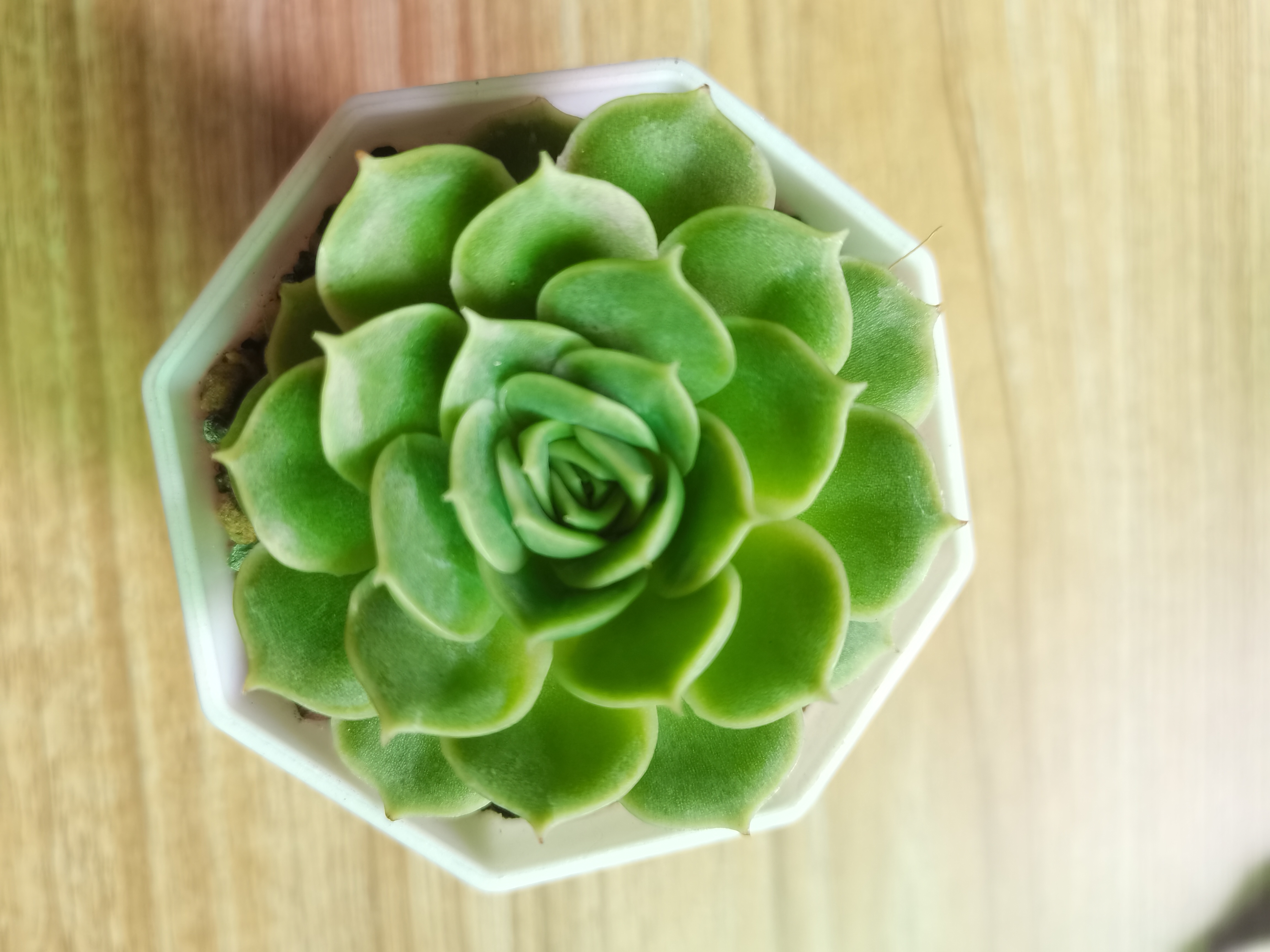 这个是啥品种多肉,状态挺好的,服盆快,就是不上色