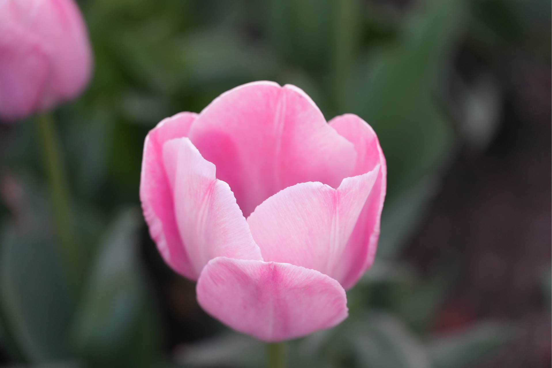 93春日里的粉色浪漫,莫过于这一朵郁金香.