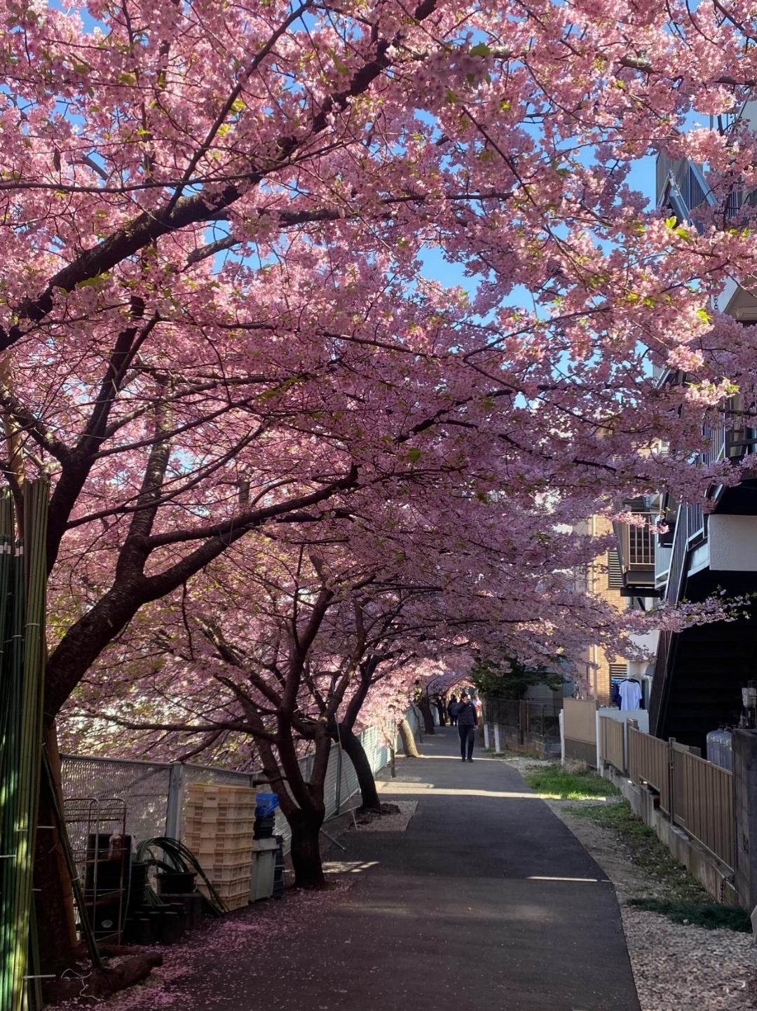 看到这么美的樱花无法用言语表打了 都不知道怎样表达樱花的美丽了,这