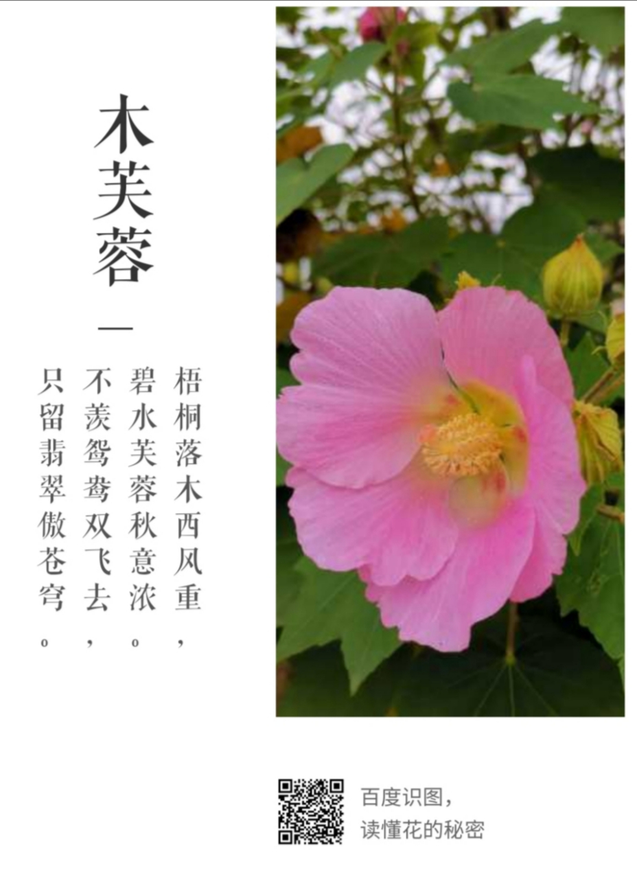 木芙蓉为何叫拒霜花图片