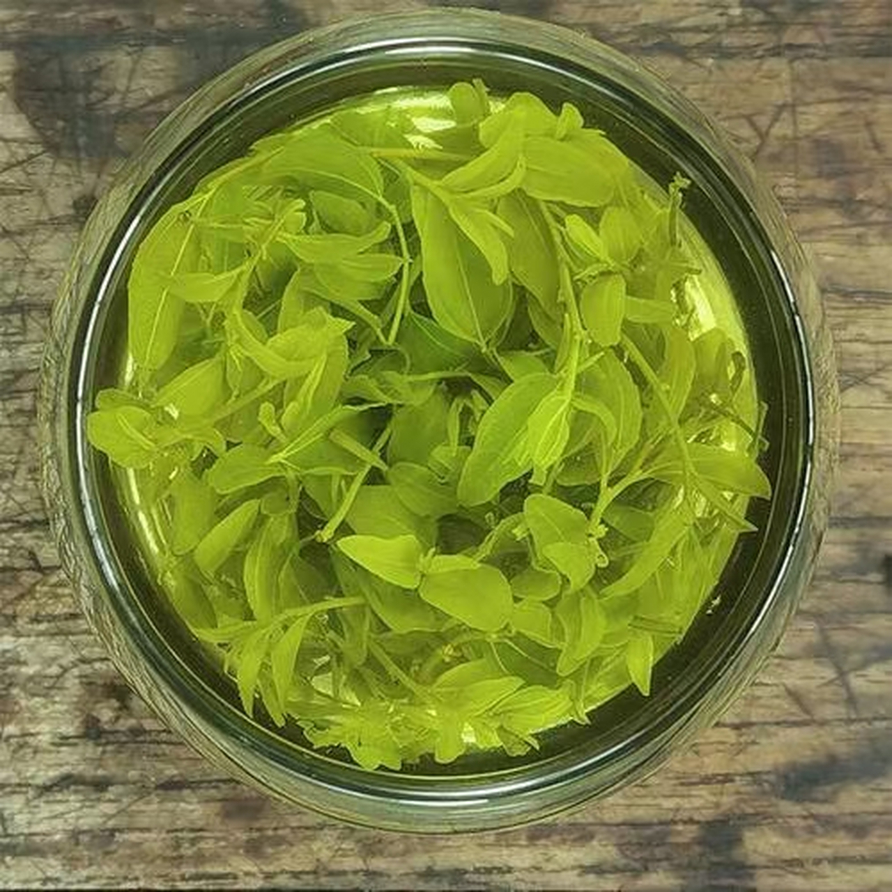 泰山酸枣叶茶,日照绿茶热卖中