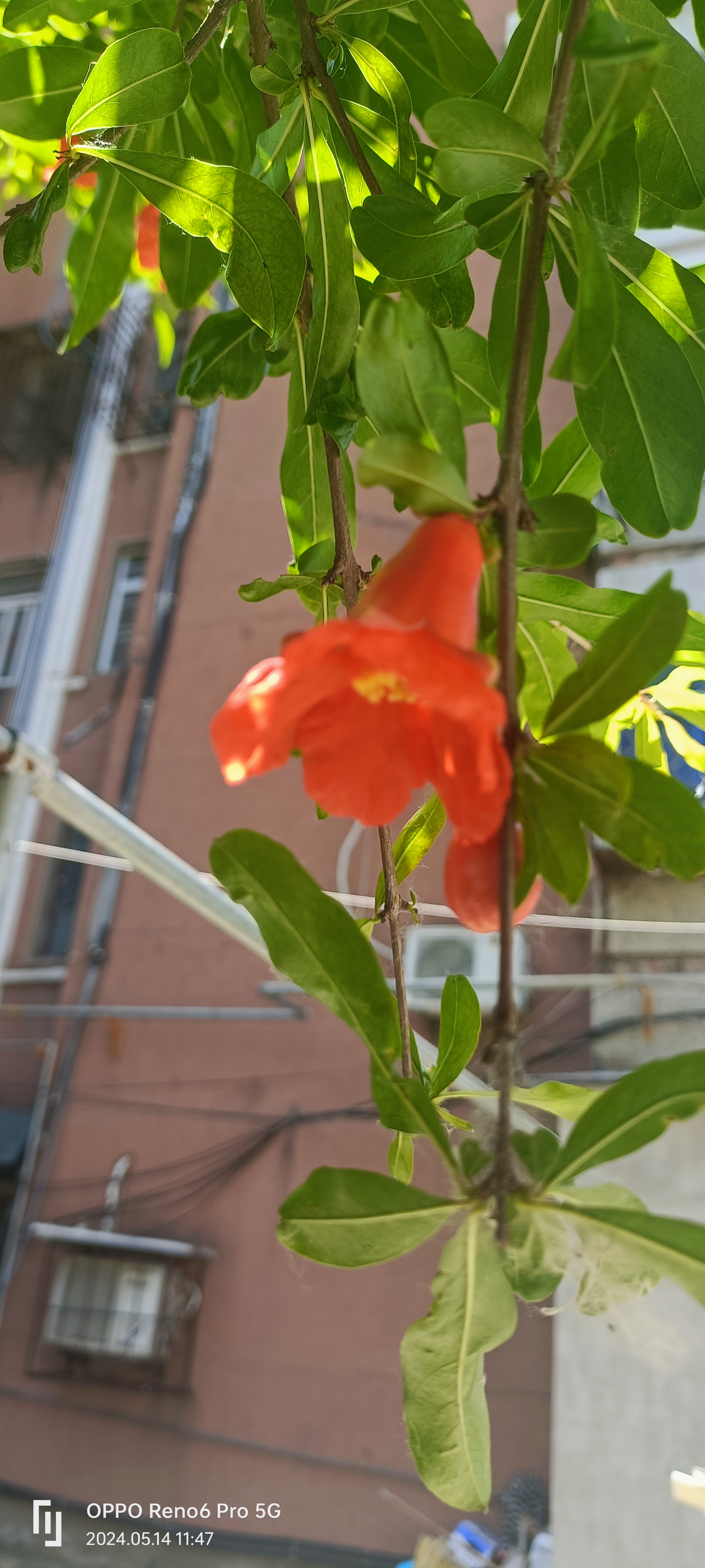 石榴花开,明媚了五月的初夏.