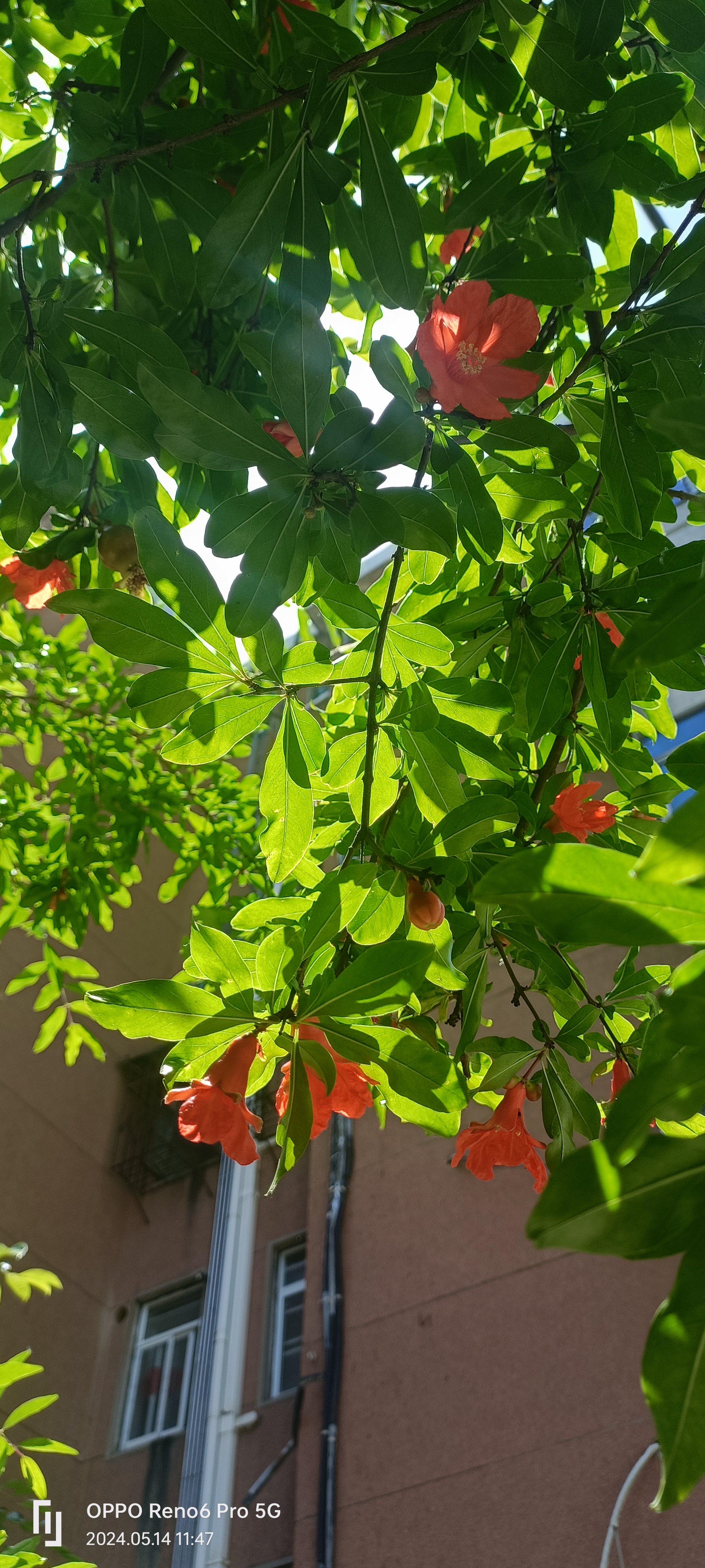 石榴花开,明媚了五月的初夏.