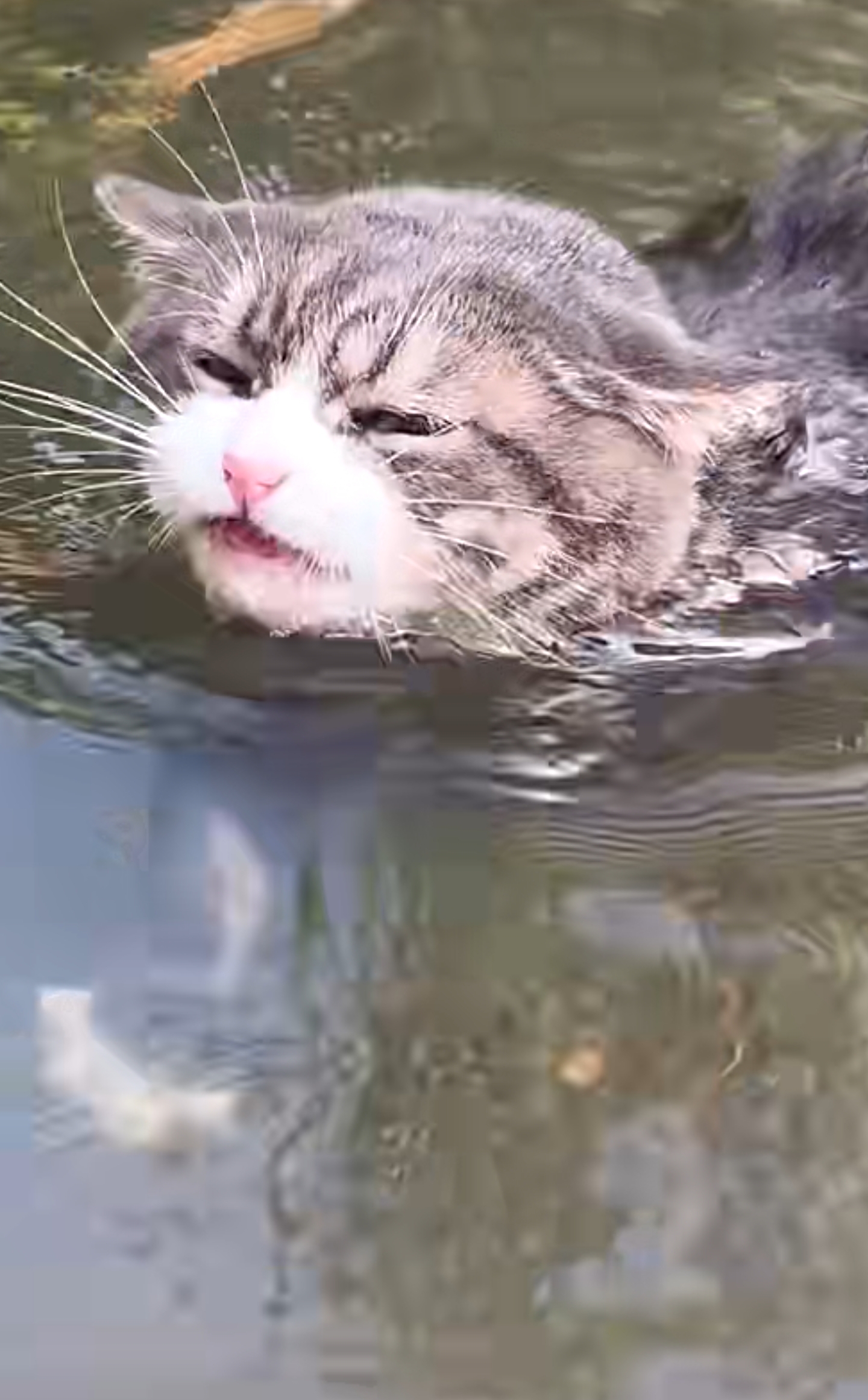 一个阳光明媚的日子里,小猫米米发现了一条清澈的小河,它对面有一片